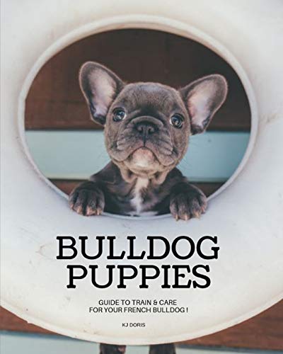 Bulldog Puppies : Guide to train & care for your french bulldog