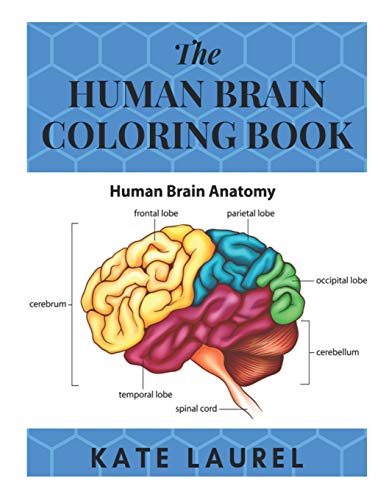 The Human Brain Coloring Book: Human Brain Student's Self-Test Coloring Book. Human Brain Model Anatomy. Human Brain Diagram. Human Brain Art. Human